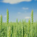 agricost sa cel mai mare producator de cereale din romania a trecut de 720 de milioane de lei cifra de afaceri in 2025 dar a ratat doua treimi din profit din cauza preturilor la cereale 6a372b3d5205b