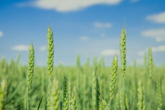 agricost sa cel mai mare producator de cereale din romania a trecut de 720 de milioane de lei cifra de afaceri in 2025 dar a ratat doua treimi din profit din cauza preturilor la cereale 6a372b3d5205b