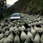 florin barbu spune ca in calitate de minsitru al agriculturii va cere comisiei europene deblocarea exporturilor de ovine iar daca e refuzat va merge la cjue 6a39616dd2d8c