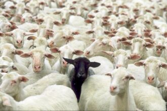 interdictia la exportul de ovine si caprine din romania catre tarile terte a fost extinsa de comisia europeana pana la 31 decembrie 2026 6a3581527653f