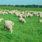 romania ar putea exporta oi in valoare de 300 de milioane de euro anul acesta livrarile se fac inclusiv cu avionul pericol din cauza variolei 6a34f533558a5