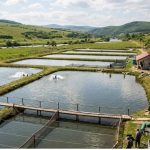 14 milioane de euro bani de la ue pentru fermele de acvacultura romanesti se dau 174 de euro pe ha pe an 6a634b157c869