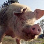 30 000 de porci au fost sacrificati in serbia dupa izbucnirea mai multor focare de pesta porcina 6a5fc71861488