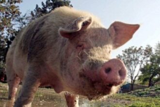 30 000 de porci au fost sacrificati in serbia dupa izbucnirea mai multor focare de pesta porcina 6a5fc71861488