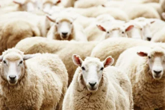 cati bani se fac din cresterea oilor o antreprenoare din brasov un institut de cercetare si patronul jidvei sunt printre cei mai mari proprietari de ovine 6a6ba49b7365c