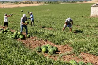 criza pe piata fortei de munca din grecia angajatii straini parasesc tara in numar mare 6a57d0082f50c