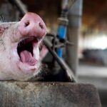 focar de pesta porcina africana la o ferma mare din serbia 11 000 de animale vor fi sacrificate 6a4fbcd8bc786