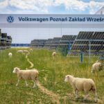 foto model de agrivoltaica in polonia 100 de oi inlocuiesc masinile de tuns iarba la parcul fotovoltaic aflat in incinta fabricii volkswagen din poznan 6a4be47bd2f03