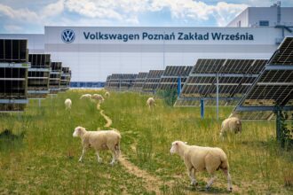 foto model de agrivoltaica in polonia 100 de oi inlocuiesc masinile de tuns iarba la parcul fotovoltaic aflat in incinta fabricii volkswagen din poznan 6a4be47bd2f03
