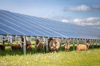 nou parc agrivoltaic in romania un proiect al nemtilor de la pne de aproape 100 mw a ajuns la stadiul ready to build 6a46baa04c724