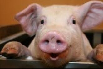 prabusirea unei industrii de importanta nationala ce efective de porci si vite a pierdut romania in ultimii zece ani 6a5e83a820a44