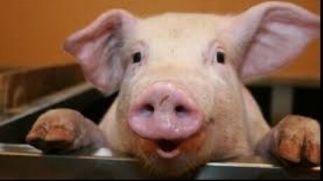 prabusirea unei industrii de importanta nationala ce efective de porci si vite a pierdut romania in ultimii zece ani 6a5e83a820a44