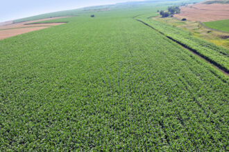 previziuni de la comisia europeana pentru anul agricol 2026 ce se va intampla cu productia de cereale zahar si ulei de masline si carne 6a4c7f694b5e3