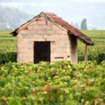 seceta intensa din franta afecteaza pespectivele productiei de vin 6a4d282481e97