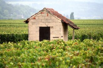 seceta intensa din franta afecteaza pespectivele productiei de vin 6a4d282481e97