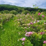 afir pregateste acordarea de fonduri nerambursabile de pana la 100 000 de euro pentru investitii in floricultura plante medicinale si aromatice 6a7203d85e109