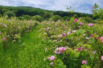 afir pregateste acordarea de fonduri nerambursabile de pana la 100 000 de euro pentru investitii in floricultura plante medicinale si aromatice 6a7203d85e109