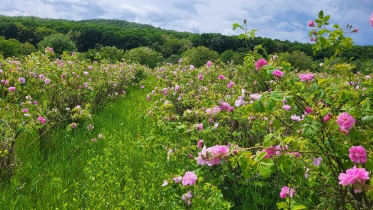 afir pregateste acordarea de fonduri nerambursabile de pana la 100 000 de euro pentru investitii in floricultura plante medicinale si aromatice 6a7203d85e109