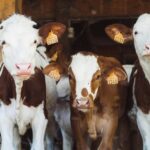 ajutor pentru fermele de porci si vaci subventia ajunge la 50 000 de euro pentru fiecare beneficiar 6a8c540c0cab3