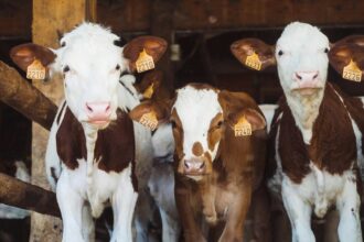 ajutor pentru fermele de porci si vaci subventia ajunge la 50 000 de euro pentru fiecare beneficiar 6a8c540c0cab3