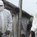 australia confirma primul caz de gripa aviara la un mamifer in aceasta tara 6a8b105793cb8
