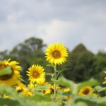 ce mai recoltam in toamna aceasta fermierii au cultivat cu 353 000 de hectare mai putin in primavara cea mai mica suprafata din ultimii sase ani 6a74df1e289ad