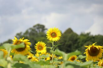 ce mai recoltam in toamna aceasta fermierii au cultivat cu 353 000 de hectare mai putin in primavara cea mai mica suprafata din ultimii sase ani 6a74df1e289ad