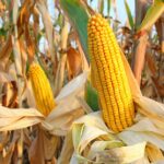 ce sanse are romania sa isi mentina pozitia de lider intre exportatorii europeni de porumb raspunsul vine din orientul mijlociu si africa de nord 6a7b84cf5ea3a