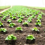 dn agrar group cel mai mare producator de lapte din europa va produce salata a cumparat teren si o sera in arad pentru 750 000 de euro 6a8bff6b7c176