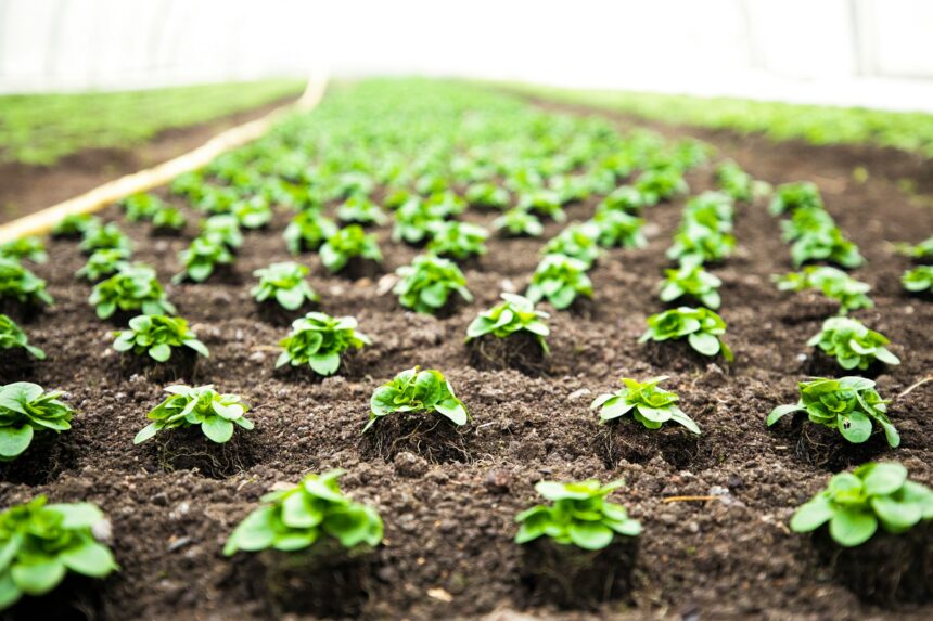 dn agrar group cel mai mare producator de lapte din europa va produce salata a cumparat teren si o sera in arad pentru 750 000 de euro 6a8bff6b7c176