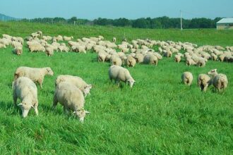 doua focare noi de variola oilor au fost depistate in romania in zona de sud a tarii 6a7a08fd0b6af