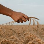 performanta in agricultura romania se pregateste de o productie uriasa de grau cate milioane de tone recoltam vesti bune si despre porumb 6a8f674bcee61