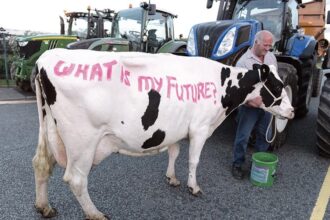 prabusire pentru gigantul dn agrar cel mai mare producator de lapte din europa si din romania scadere de 49 a profitului net in primele sase luni din 2026 6a8bf15a79400