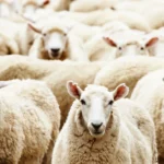 transport ilegal de miei in plina alerta epidemiologica cand romania negociaza reluarea exporturilor 41 de animale ce trebuiau ucise sunt de negasit 6a73555adc087