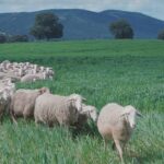 adopta o oaie si primesti branza acasa in fiecare luna platforma hambar aduce produsele de la micii producatori direct acasa si pregateste adoptia de animale stupi si pomi fructife 6ad911b225350