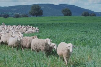 adopta o oaie si primesti branza acasa in fiecare luna platforma hambar aduce produsele de la micii producatori direct acasa si pregateste adoptia de animale stupi si pomi fructife 6ad911b225350