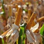 ajutoare pentru fermieri cereri de sprijin pentru culturile de porumb si floarea soarelui afectate de seceta in 2025 inscrierile in perioada 12 octombrie 6 noiembrie 2026 6ac8b347dae6a