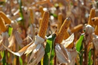 ajutoare pentru fermieri cereri de sprijin pentru culturile de porumb si floarea soarelui afectate de seceta in 2025 inscrierile in perioada 12 octombrie 6 noiembrie 2026 6ac8b347dae6a