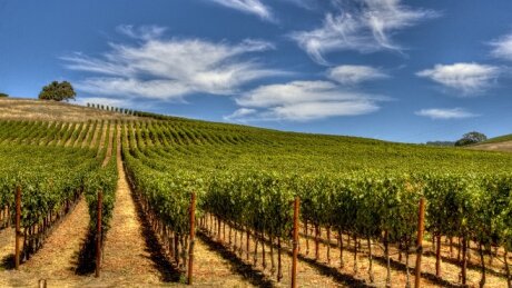ajutor pentru vin producatorii viticoli pot depune cererile de plata pentru asigurarea recoltei pana pe 15 octombrie 2026 6ac4e8cdba47d