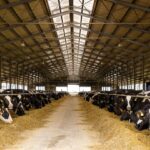 dn agrar cel mai mare producator de lapte din europa a semnat actele pentru cumpararea etapizata a producatorului aradean de salata si busuioc panorganic vitavit 6ad903a994f84
