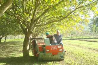 fructul romanesc care hraneste toata europa suntem lideri detasati interesul este tot mai mare 6ac237d040bf2
