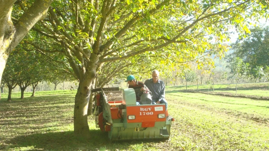 fructul romanesc care hraneste toata europa suntem lideri detasati interesul este tot mai mare 6ac237d040bf2