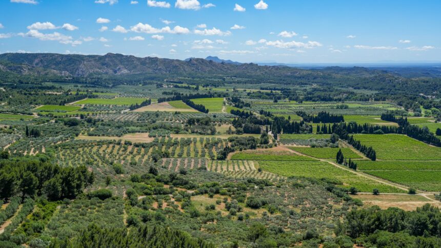 fuziune de 3 miliarde de euro in agricultura franceza cu impact si in romania consiliul concurentei a dat unda verde 6ad1edb0092d9