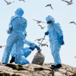 gripa aviara confirmata la pasari salbatice in judetul braila 6adf38b88b085