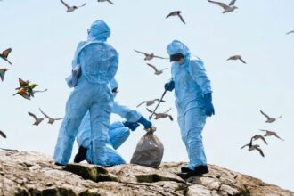 gripa aviara confirmata la pasari salbatice in judetul braila 6adf38b88b085