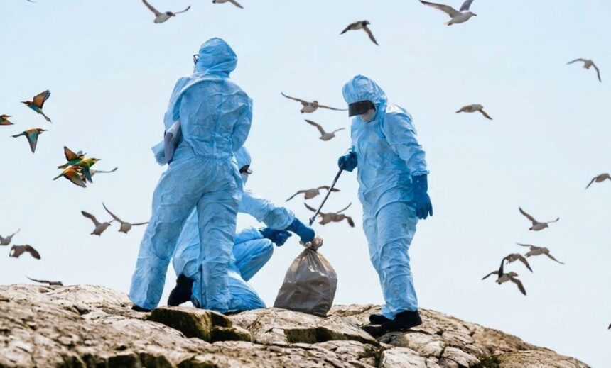 gripa aviara confirmata la pasari salbatice in judetul braila 6adf38b88b085