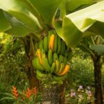 producatorii de banane incearca sa acrediteze ideea ca produsul se va scumpi 6ae05f57d14d5