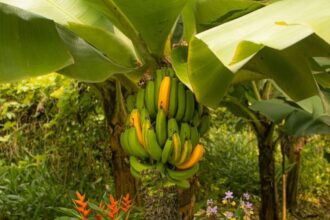 producatorii de banane incearca sa acrediteze ideea ca produsul se va scumpi 6ae05f57d14d5