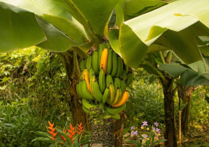 producatorii de banane incearca sa acrediteze ideea ca produsul se va scumpi 6ae05f57d14d5
