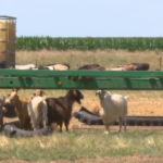 romania ar putea sa primeasca pana pe 24 octombrie 11 milioane de doze de vaccin pentru ovine si caprine a anuntat comisia europeana 6ad779f1cef65